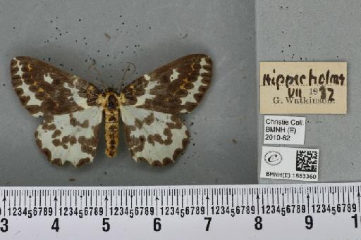 Abraxas grossulariata (Linnaeus, 1758) - BMNHE_1883360_439248