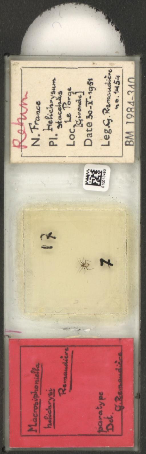 Macrosiphoniella helichrysi Remaudiere, 1952 - 010013480_112660_1094725