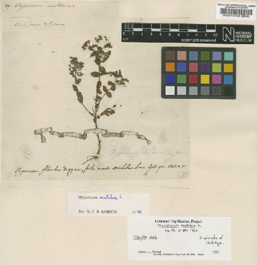 Hypericum mutilum L. - BM000540494