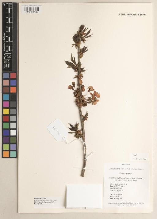 Prunus avium L. - 013737200