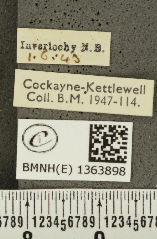 Carterocephalus palaemon (Pallas, 1771) - BMNHE_1363898_label_176148