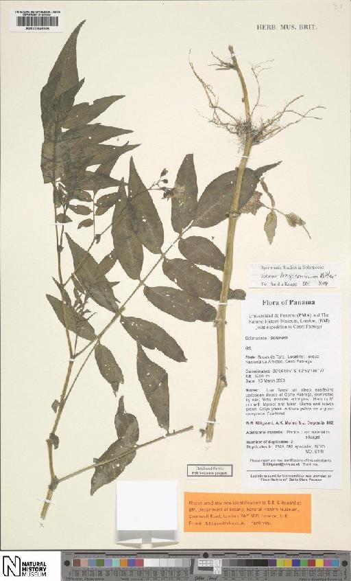 Solanum longiconicum Bitter - BM000849306
