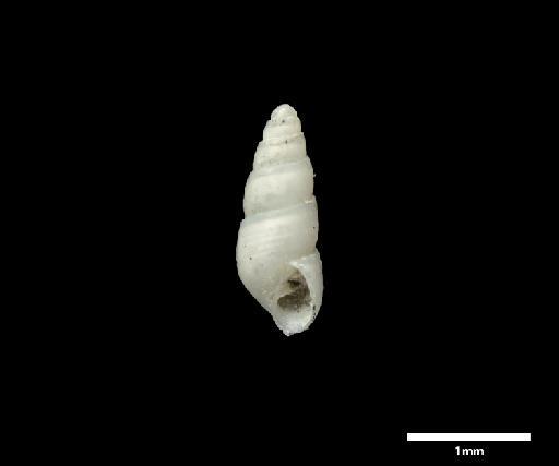 Odostomia zaleuca subterclass Tectipleura Melvill, 1910 - 1912.8.16.55-57B