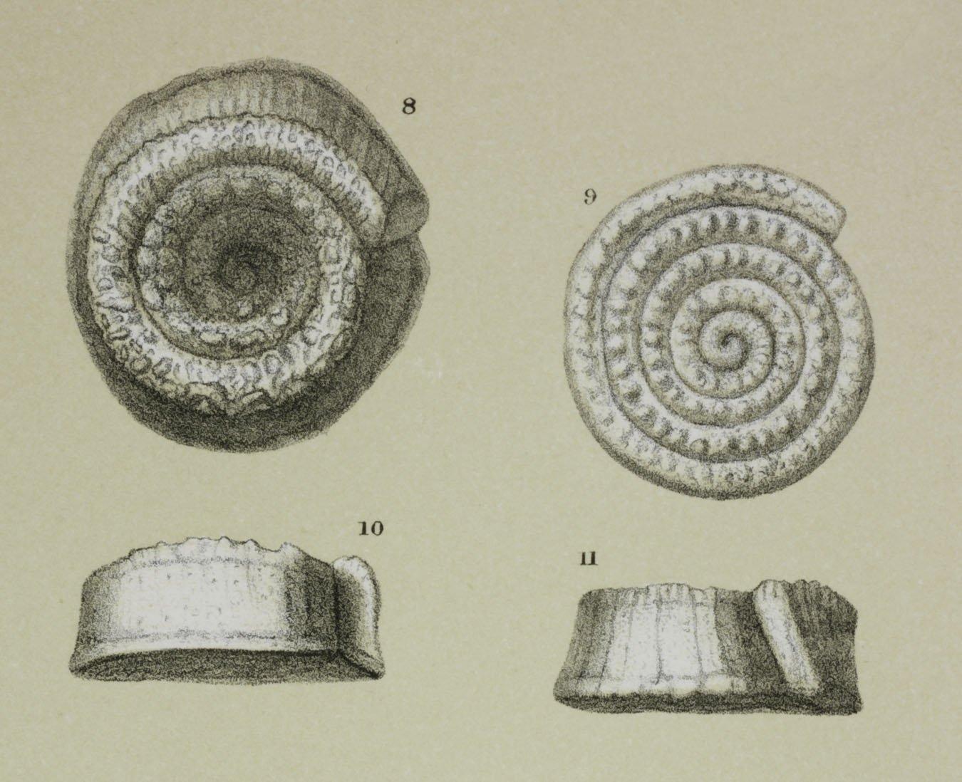 To NHMUK collection (Spirillina inaequalis Brady, 1879; Syntype; NHMUK:ecatalogue:3093209)