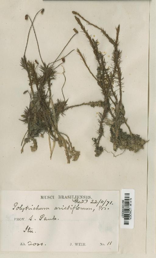 Polytrichum juniperinum Hedw. - BM000960637