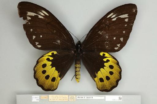 Ornithoptera goliath samson f. joiceyi Noakes & Talbot, 1915 - 013605312__