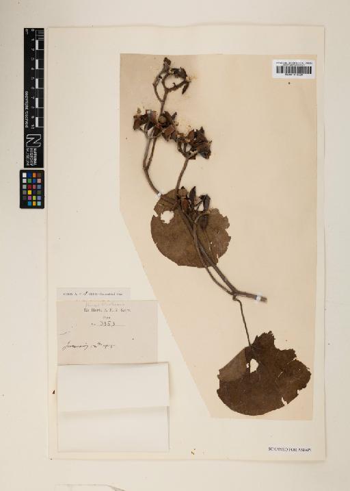 Ipomoea ornata (Roxb.) J.R.I.Wood & Scotland - 001014520