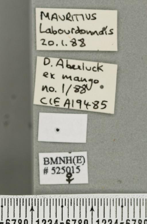 Bactrocera (Bactrocera) zonata (Saunders, 1842) - BMNHE_525015_label_30398