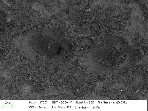 Pyriporoides uniserialis (Waters, 1904) - Pyriporoides_uniserialis_msj04857