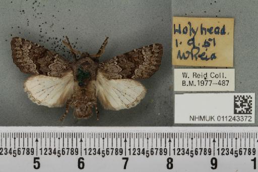 Aporophyla lueneburgensis (Freyer, 1848) - NHMUK_011243372_644497