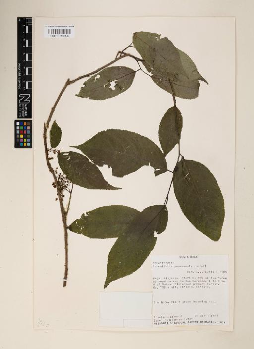 Perrottetia panamensis ined. Lundell - 013719354