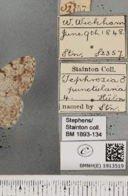 Aethalura punctulata (Denis & Schiffermüller, 1775) - BMNHE_1913519_label_485397