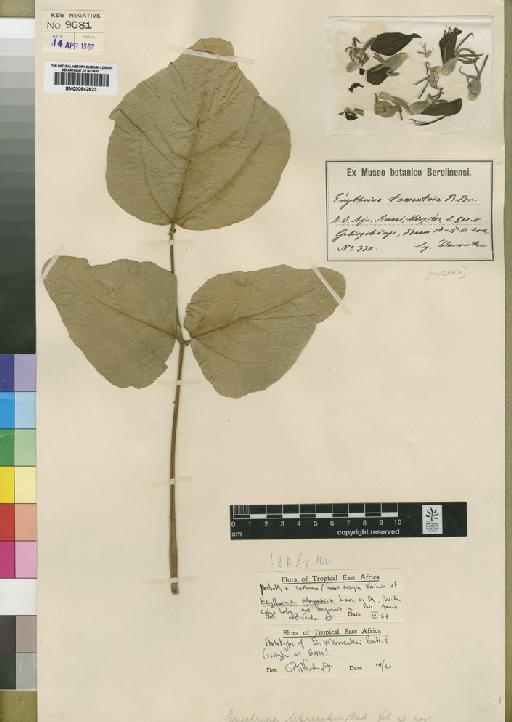 Erythrina abyssinica Lam. - BM000842623