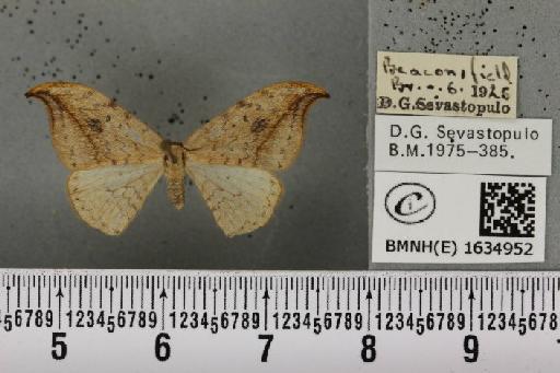 Drepana falcataria (Linnaeus, 1758) - BMNHE_1634952_201305