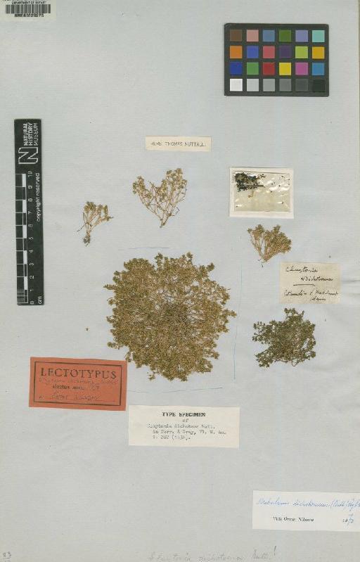 Montia dichotoma (Nutt) Howell - BM000629275