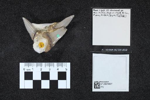 Isurus mantelli infraphylum Gnathostomata (Agassiz) - 010031497_L010040653_(1)