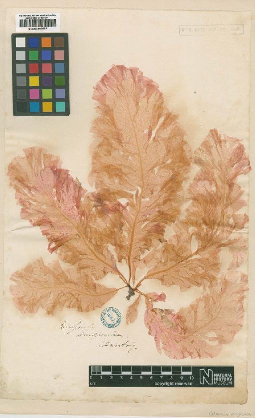 Delesseria sanguinea (Huds.) J.V.Lamour. - BM000905992