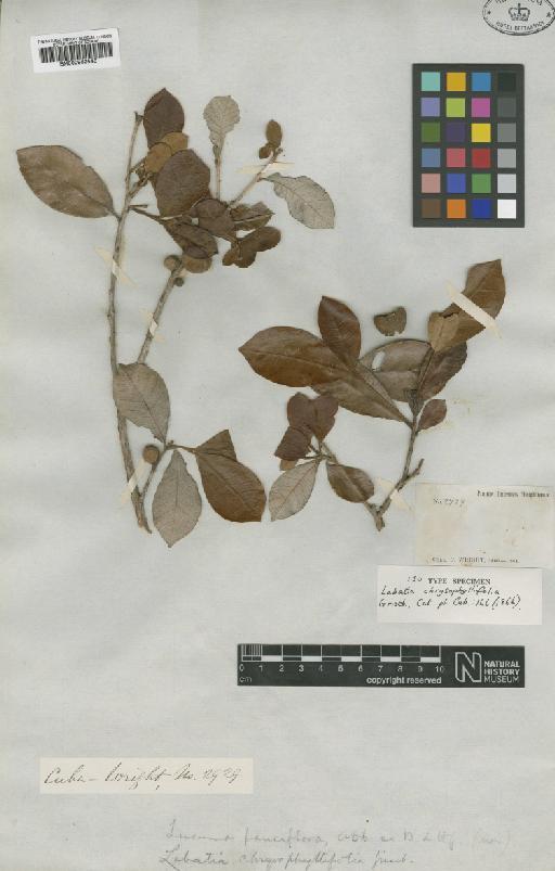 Pouteria sessiliflora (Sw.) Poir. - BM000952546