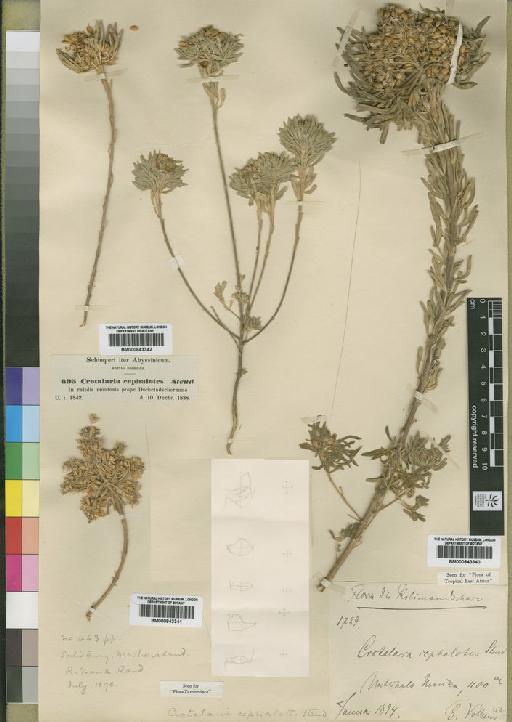 Crotalaria cephalotes Steud. ex A.Rich. - BM000843342