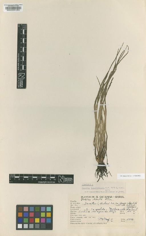 Isoetes brasiliensis Fuchs - BM000585094