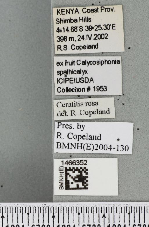 Ceratitis (Pterandrus) quilicii De Meyer et al., 2016 - BMNHE_1466352_label_26941