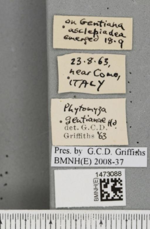 Chromatomyia gentianae (Hendel, 1920) - BMNHE_1473088_label_48362