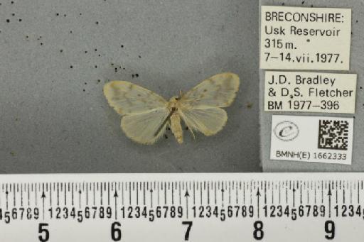 Nudaria mundana (Linnaeus, 1761) - BMNHE_1662333_258016