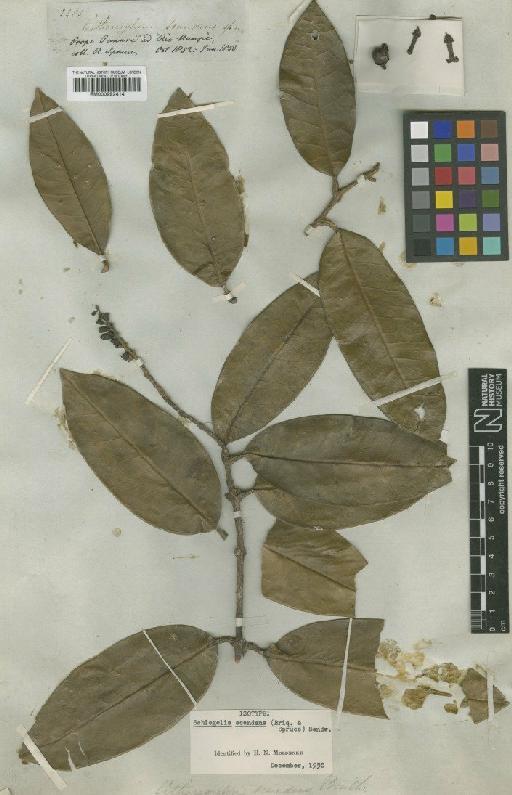 Schlegelia scandens (Briq. & Spruce) Sandwith - BM000992414