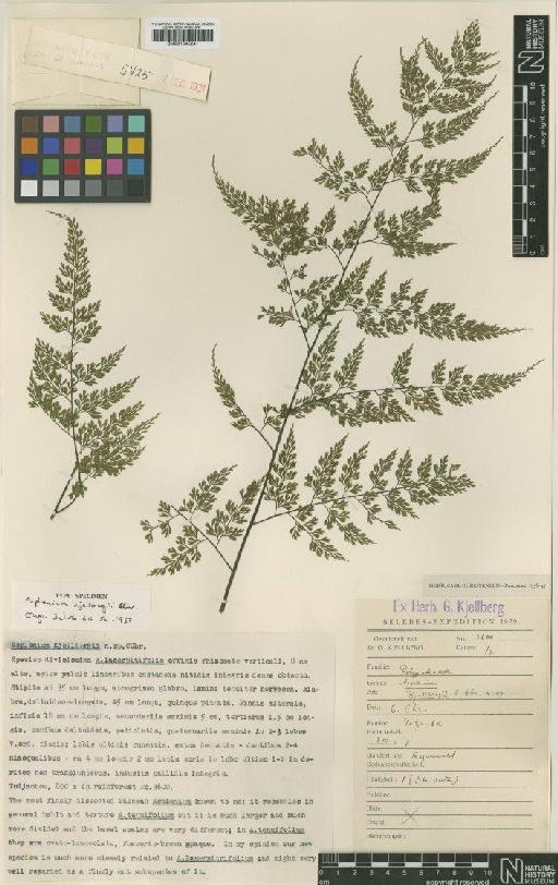 Asplenium kjellbergii C.Chr. - BM001045241