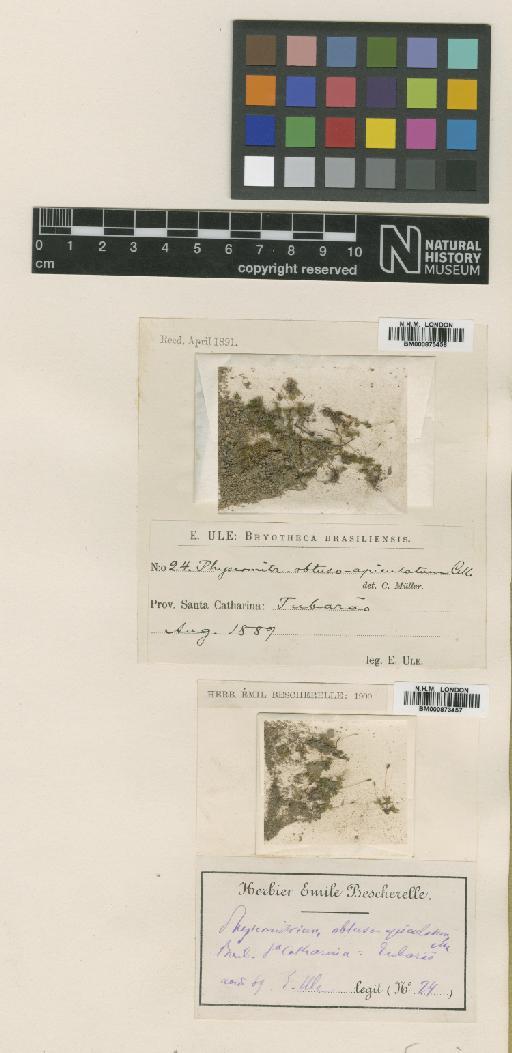 Funaria obtuso-apiculata (Müll.Hal.) Broth. - BM000873457_a