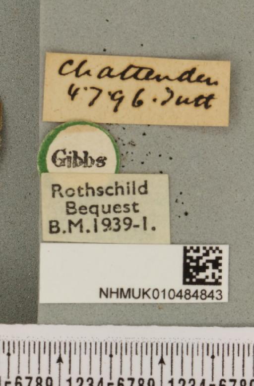 Lygephila pastinum ab. ludicra Haworth, 1809 - NHMUK_010484843_label_540791