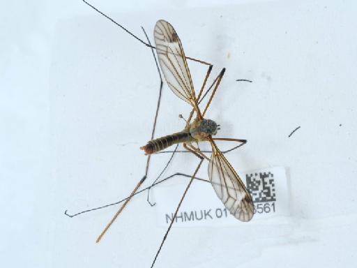 Prionocera turcica (Fabricius, 1787) - 014438561_2