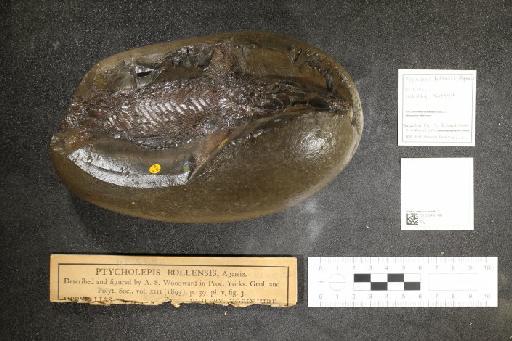 Ptycholepis bollensis Agassiz, 1832 - 010039199_L010041304_(1)