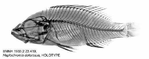 Haplochromis dolorosus Trewavas, 1933 - BMNH 1933.2.23.419, Haplochromis dolorosus, HOLOTYPE, Radiograph