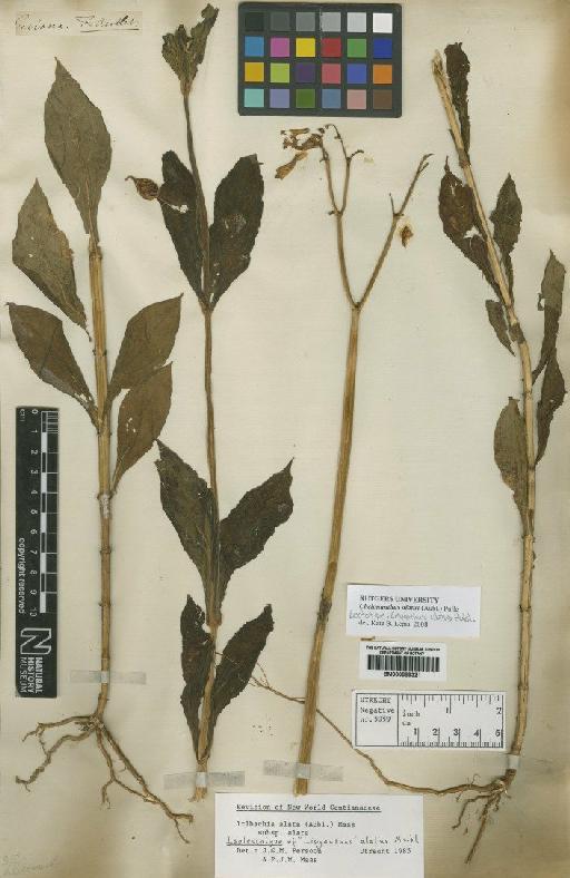 Irlbachia alata (Aubl.) Maas - BM000889321