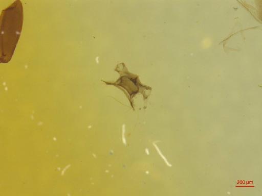 Histeridae Gyllenhal, 1808 - 010189970___3