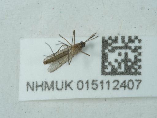Culicidae Meigen, 1818 - 015112407_1