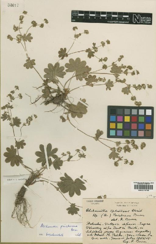 Alchemilla paicheana (Buser) Rothm. - BM000750786