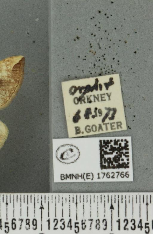 Eulithis populata (Linnaeus, 1758) - BMNHE_1762766_label_344212