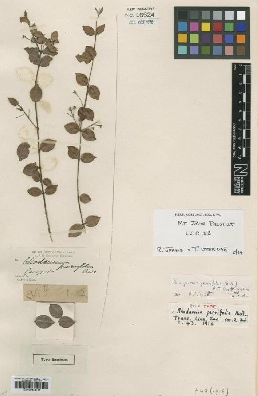 Decaspermum parvifolium (Ridl.) A.J.Scott - BM000944126