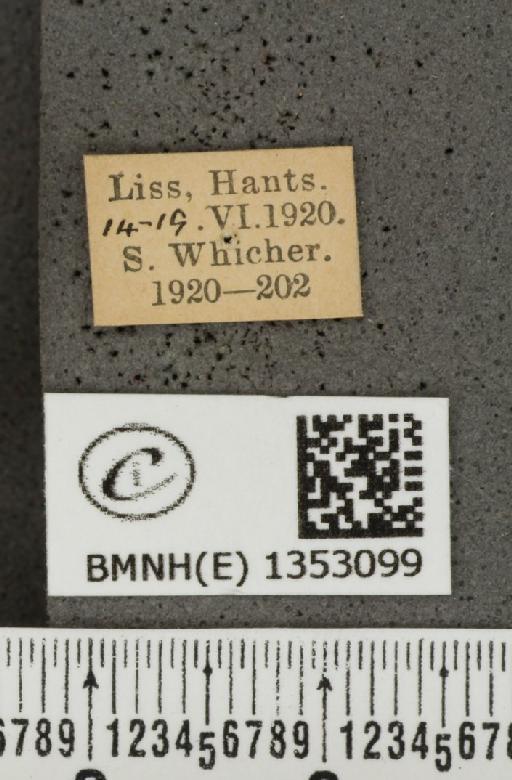 Ochlodes sylvanus (Esper, 1777) - BMNHE_1353099_label_155935