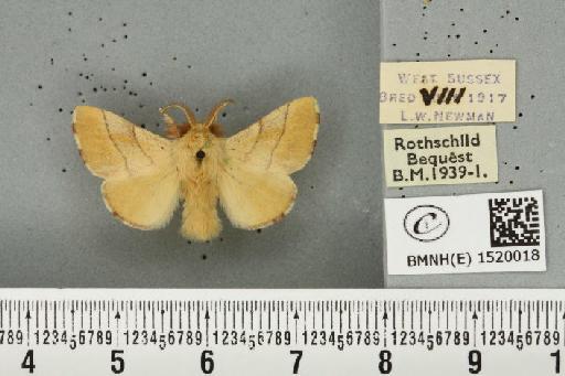 Malacosoma neustria (Linnaeus, 1758) - BMNHE_1520018_190209