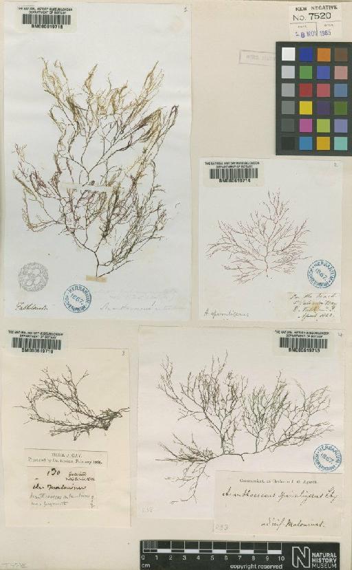 Cystoclonium obtusangulum (Hook.f. & Harv.) Kütz. - BM000619714