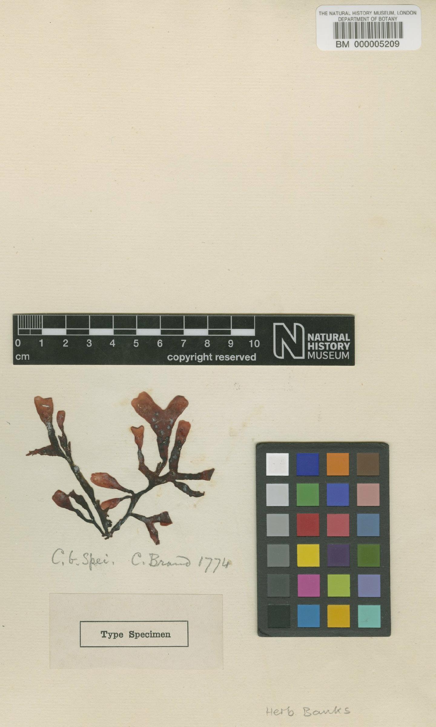 To NHMUK collection (Gymnogongrus dilatatus (Turner) J.Agardh; Type; NHMUK:ecatalogue:706766)