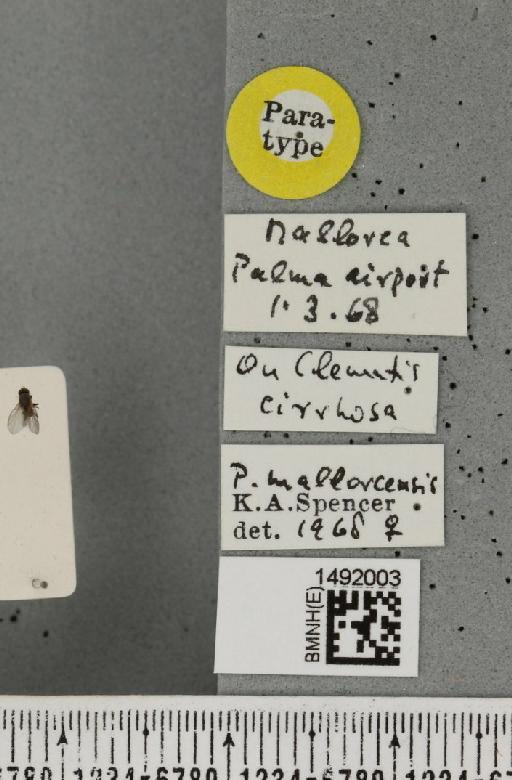 Phytomyza mallorecensis Spencer, 1969 - BMNHE_1492003_label_53703