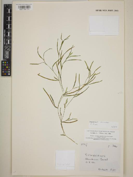 Potamogeton friesii Rupr. - BM013391612