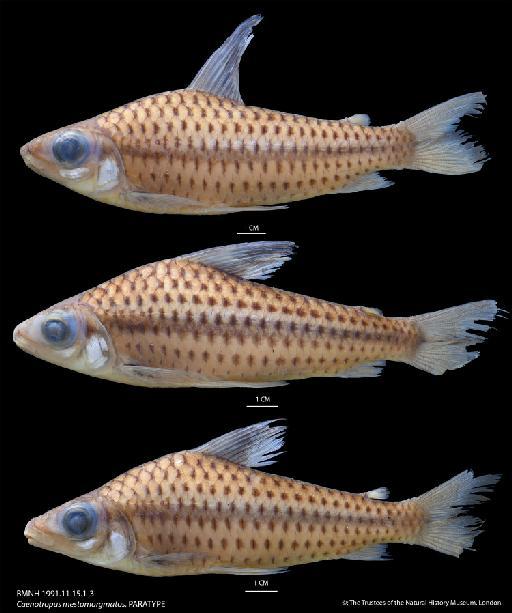 Caenotropus mestomorgmatos Vari et al., 1995 - BMNH 1991.11.15.1-3 Caenotropus mestomorgmatos, PARATYPE