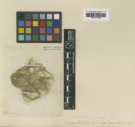 Oedogonium princeps (Hassall) Wittrock - BM001045629