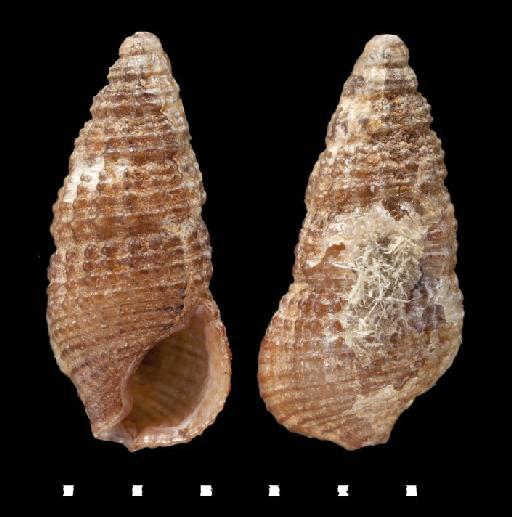 Cerithium paxillum Pease, 1860 - 1962804