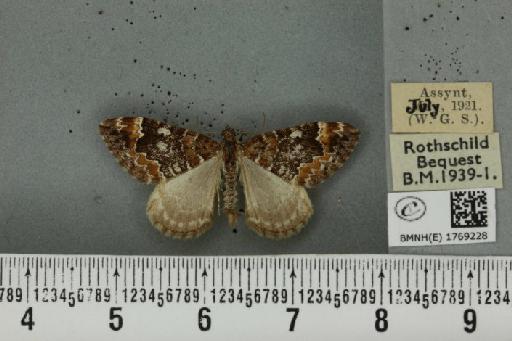 Dysstroma truncata truncata (Hufnagel, 1767) - BMNHE_1769228_349921
